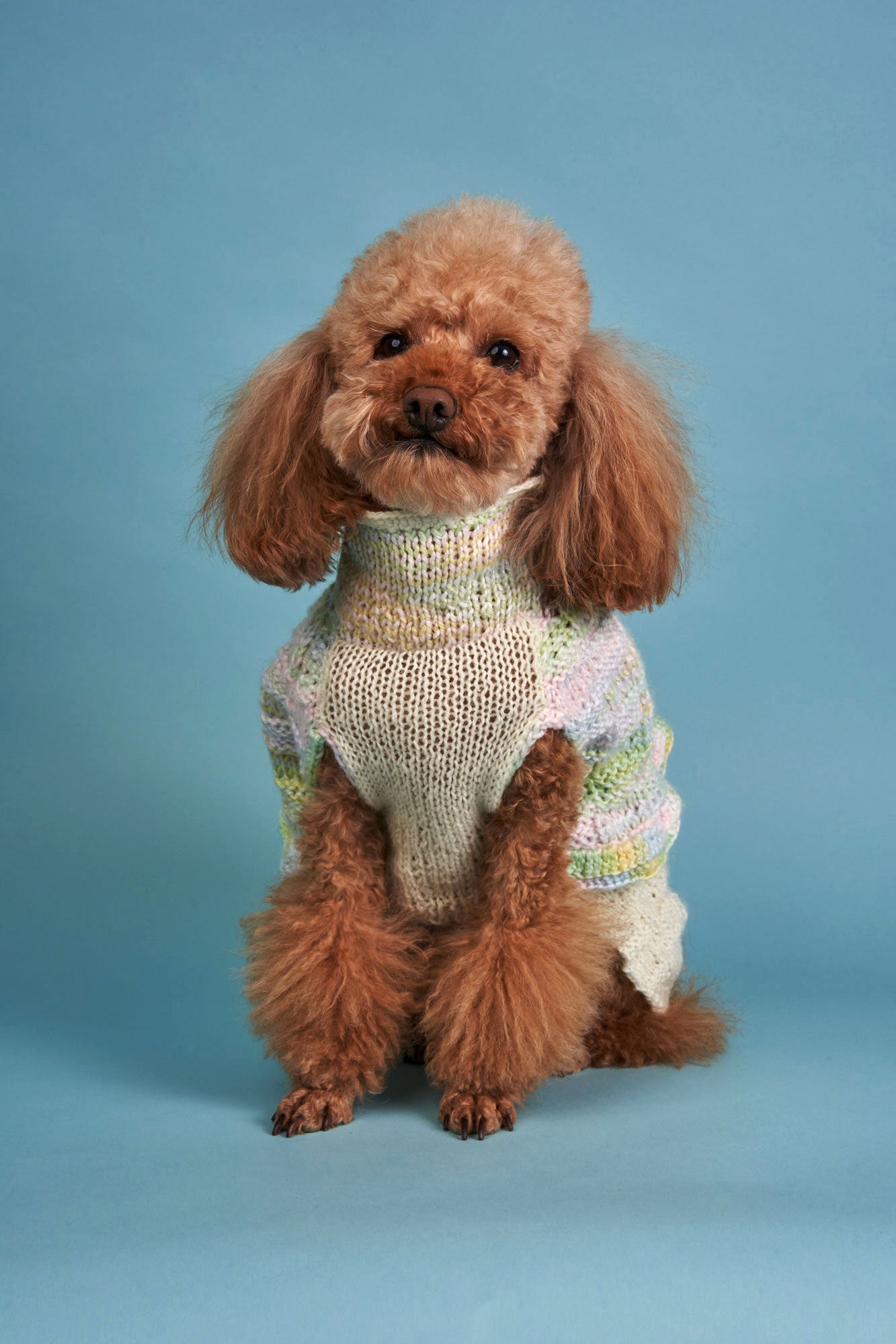 Dog Wearing Sweater Dog Wearing Sweater