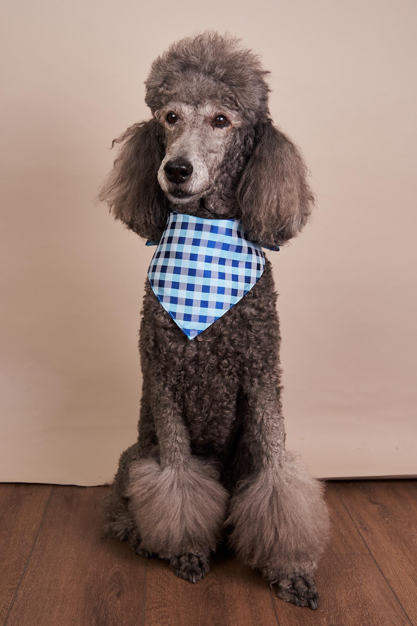 Dog with sales a scarf